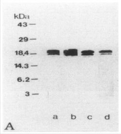 MBP Antibody (MBP14) - Azide and BSA Free, Novus Biologicals:Antibodies:Primary